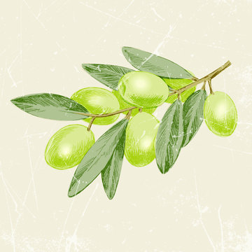 vintage image of olive branch. vector illustration