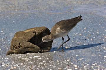 Willet (Catoptrophorus semipalmatus) feeding on a wasned up sea sponge on a Gulf Coast beach.