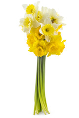 Beautiful fresh yellow narcissus bouquet isolated on white background