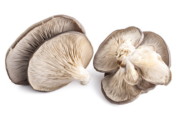 Oyster mushrooms, Pleurotus ostreatus, on white background