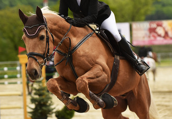Obraz premium equitation