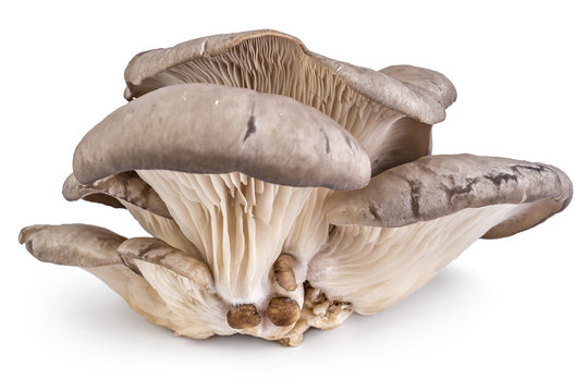 Branch of oyster mushroom, Pleurotus ostreatus, on white background