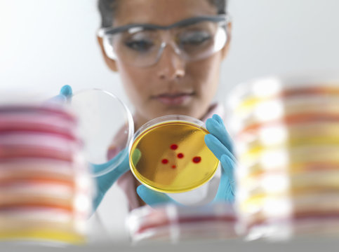 Female scientist examining cultures in petri dish in microbiology lab
