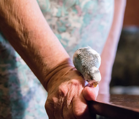 Blue budgerigar biting right grandmother hand on the table