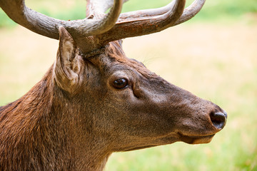 Portrait of a great Hart