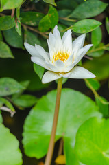 White lotus flower on green background.