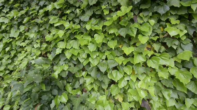 foglie di edera mosse dal vento