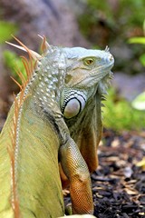 Macro of a male iguana