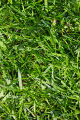 Green grass.