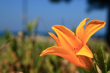 Obraz premium ハマカンゾウ