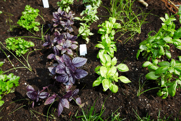 Parsley and basil  in the garden.