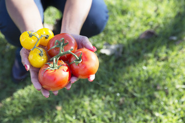 Handful of red and yellow tomatoes