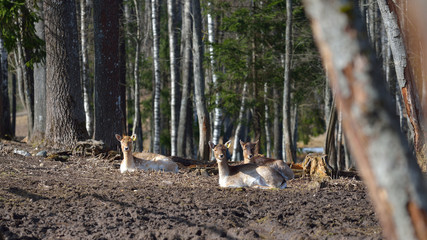 Fallow deer females (Dama dama) resting in a forest