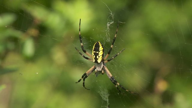 Black and Yellow Argiope (Argiope aurantia) Spider - Female 2