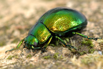 Mint leaf beetle (Chrysolina herbacea). Iridescent green beetle in the family Chrysomelidae, showing metallic colour and detail of compound eye