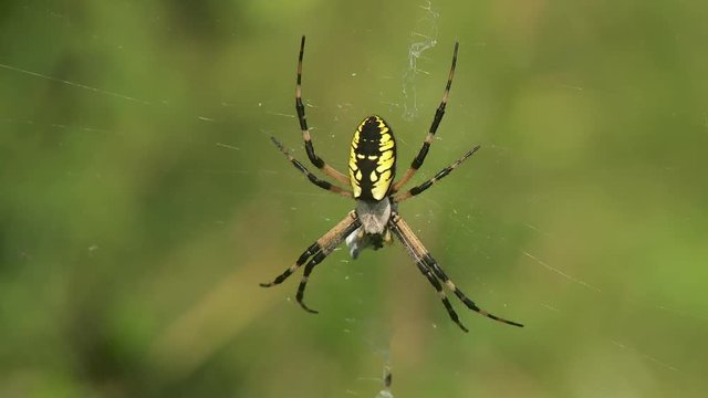 Black and Yellow Argiope (Argiope aurantia) Spider - Female 4