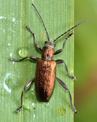 Donacia semicuprea reed beetle on vegetation. Beetles in the family Chrysomelidae, found on wetland vegetation with metallic coloration