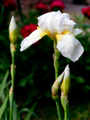 White Iris (Iridaceae)