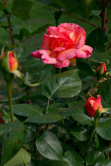 red rose in the rain