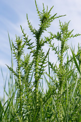 The acanthoides Carduus L. - roadside thistle