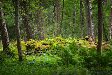 Mossy log in a green summer forest