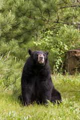 Black Bear Sitting in Front of Pine Tree