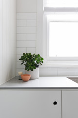 Vignette of pot plant and ornaments on kitchen benchtop