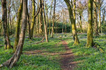 Woodland at Pendarve's in Cornwall