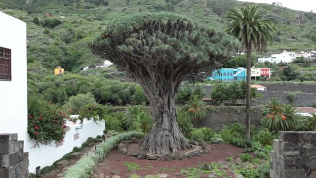 The Dragon tree. Dracaena draco tree is a natural symbol of the island Tenerife. Icon De Los Vinos, Canary, Spain
