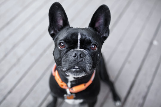Portrait of cute dog looking up from patio