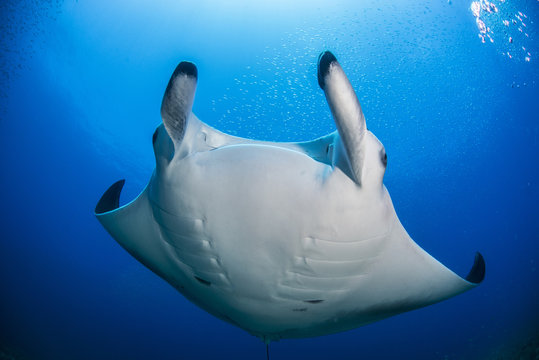 Reef manta ray (Manta alfredi) swimming around an underwater pinnacle north of the Yucatan Peninsula, Cabo Catoche, Quintana Roo, Mexico