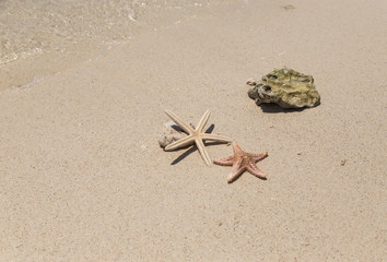 starfish  on the beach 