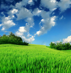 Obraz premium green wheat field against a blue sky
