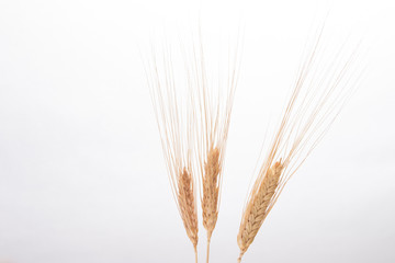 Fototapeta premium isolated wheat