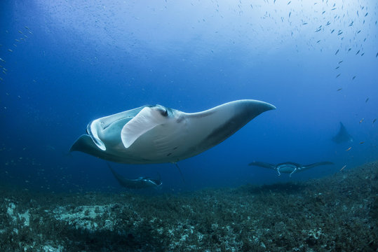 Reef manta ray (Manta alfredi) swimming near underwater pinnacle north of the Yucatan Peninsula to be cleaned of parasites by labrid fish, Cabo Catoche, Quintana Roo, Mexico