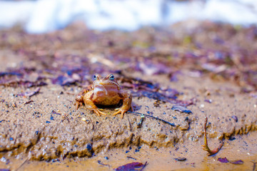 toad with protective coloration. camouflage of a frog on the shore of the pond. copy space for your text