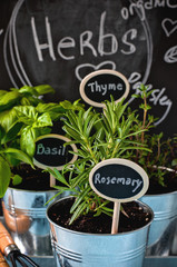 Herb garden, thyme, rosemary, and basil in pots, gardening tools, chalk board and blue rustic...