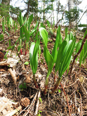 春の恵み　ギョウジャニンニク