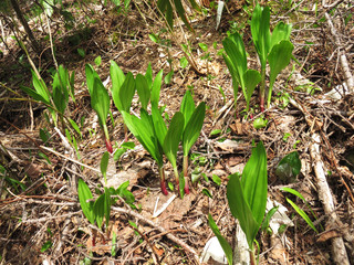 春の恵み　ギョウジャニンニク