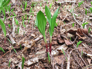 春の恵み　ギョウジャニンニク