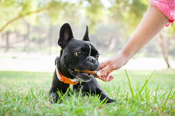 Hand of young woman giving bone to dog in park