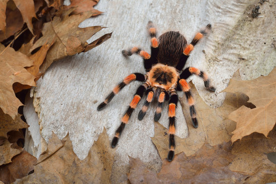 Birdeater tarantula spider Brachypelma smithi in natural forest environment. Bright orange colourful giant arachnid.
