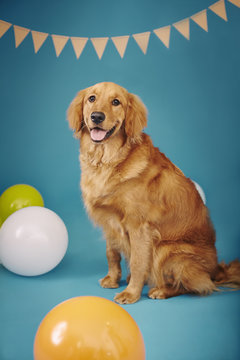 Golden retriever against blue background, bunting and balloons around him