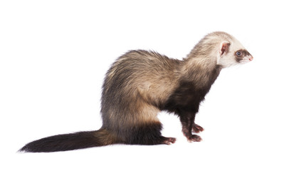 Хорек изолированный на белом фоне