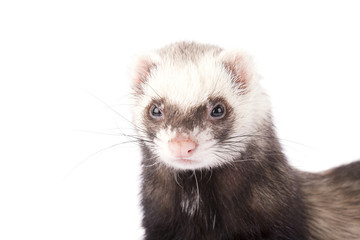 Морда милого серого хорька изолированная на белом фоне