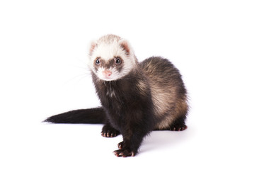 Хорек изолированный на белом фоне