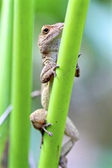 Brown lizard climbing a plant, macro