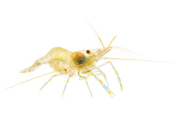 Common baltic shrimp Palaemon adspersus isolated over white. Transparent shrimp.