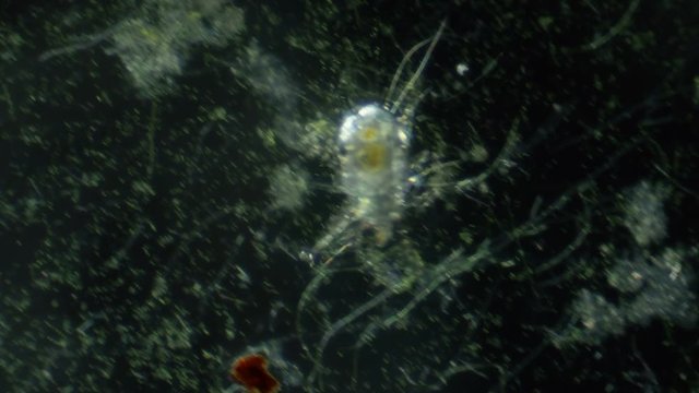 Acari Mite Insect Walking In Study Slide. Dark Field  Microscope 100x