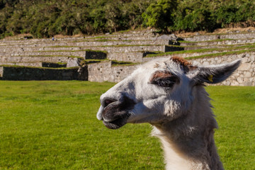 Friendly lama at Machu Picchu ruins, Peru